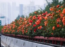 高架桥绿化应该选什么植物？