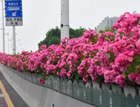 月季花开满城，杭州高架美出新高度！