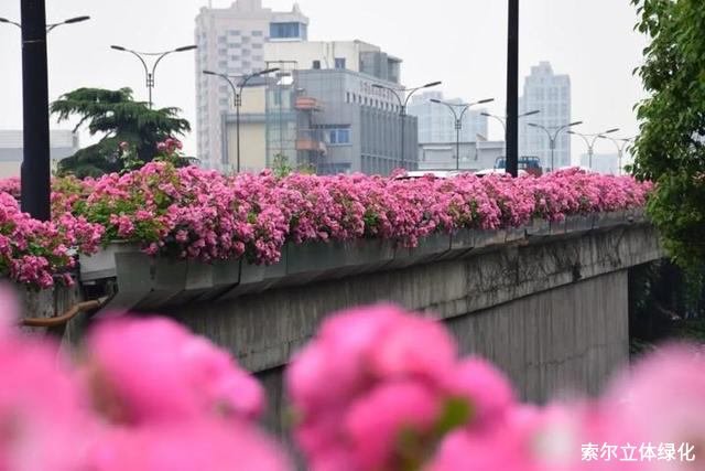 月季花开满城,杭州高架美出新高度!