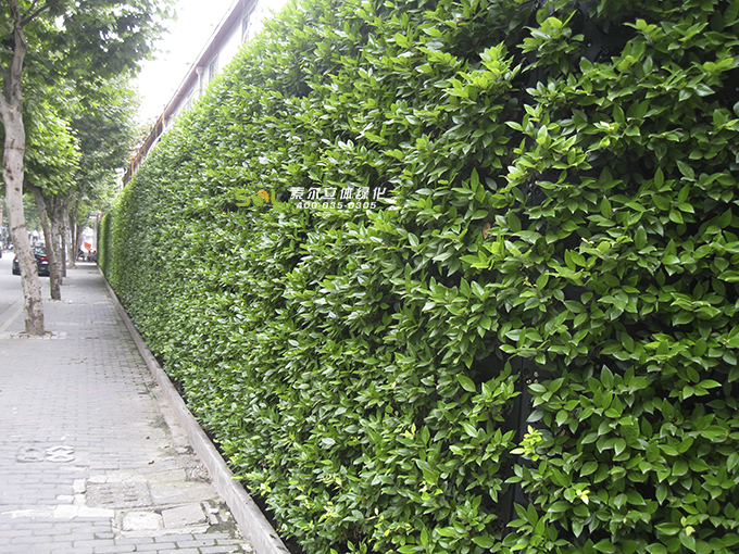 08 道路围挡垂直绿化围墙植物墙.JPG