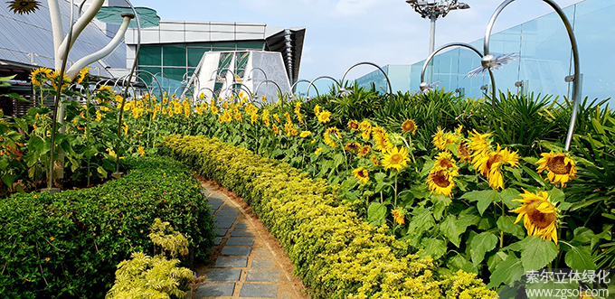 20新加坡樟宜机场向日葵屋顶花园 .jpg