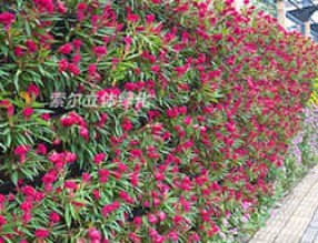 植物墙如何养护？
