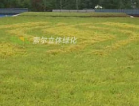 屋顶绿化有什么好处？