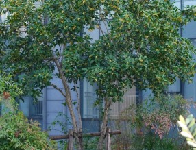 一棵桂花的秋日来信：我“落户”屋顶花园的这些年