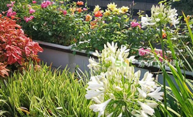 办公大楼屋顶花园