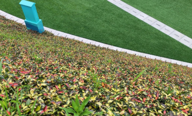 边坡植物特写