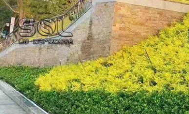 驳岸绿化