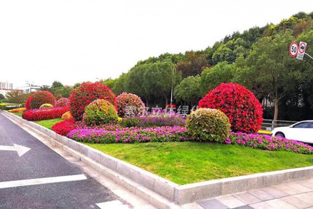 花球景观设计实际效果图