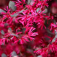红花檵木