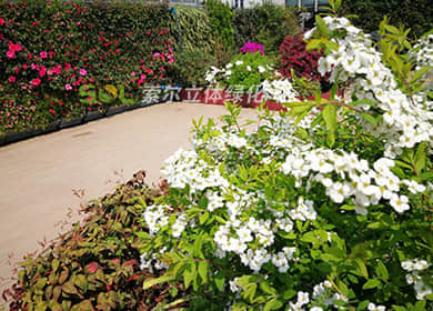 索尔大楼屋顶花园