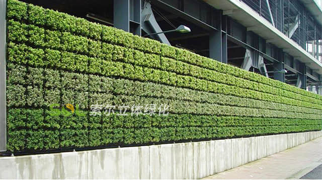 植物墙001.jpg