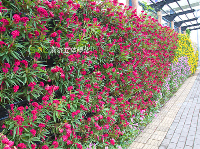 植物墙005.jpg