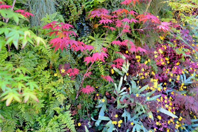 Living Green Design公司旧金山展厅室外植物墙01 (2).jpg