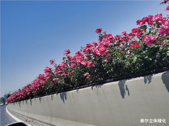 杭州高架花刷屏图片