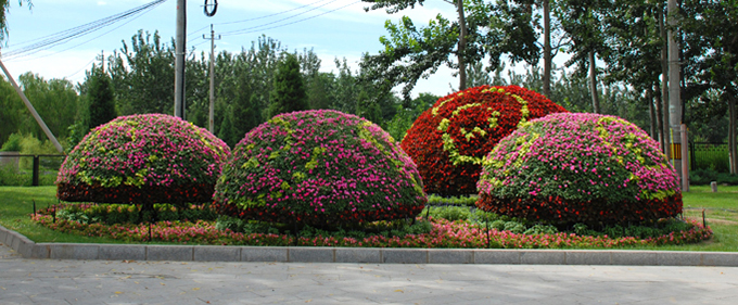 25景观花球.jpg