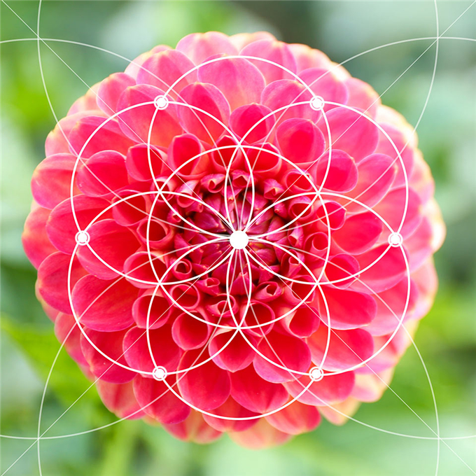 02大丽菊.jpg