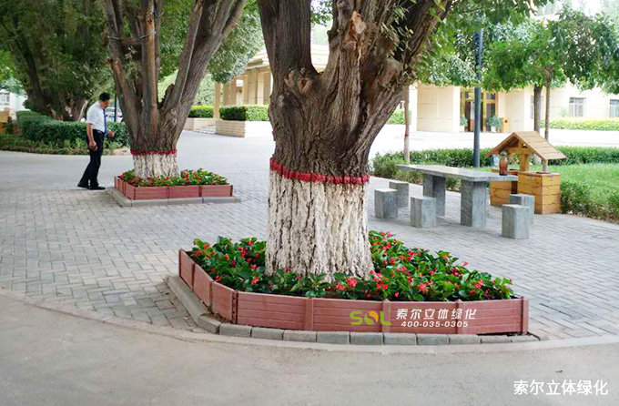 08索尔行道树绿化 (28).jpg