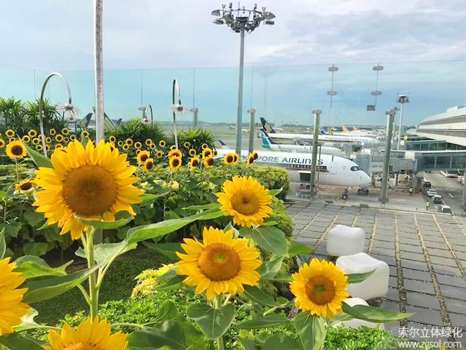 30新加坡樟宜机场屋顶花园向日葵花园 (4).jpg