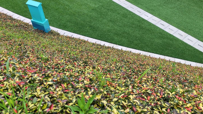 边坡植物特写